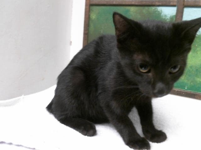 Duchess - Domestic Short Hair
