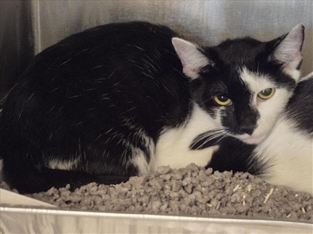 Chely - Domestic Short Hair