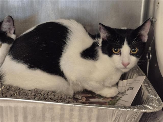 Charitin - Domestic Short Hair