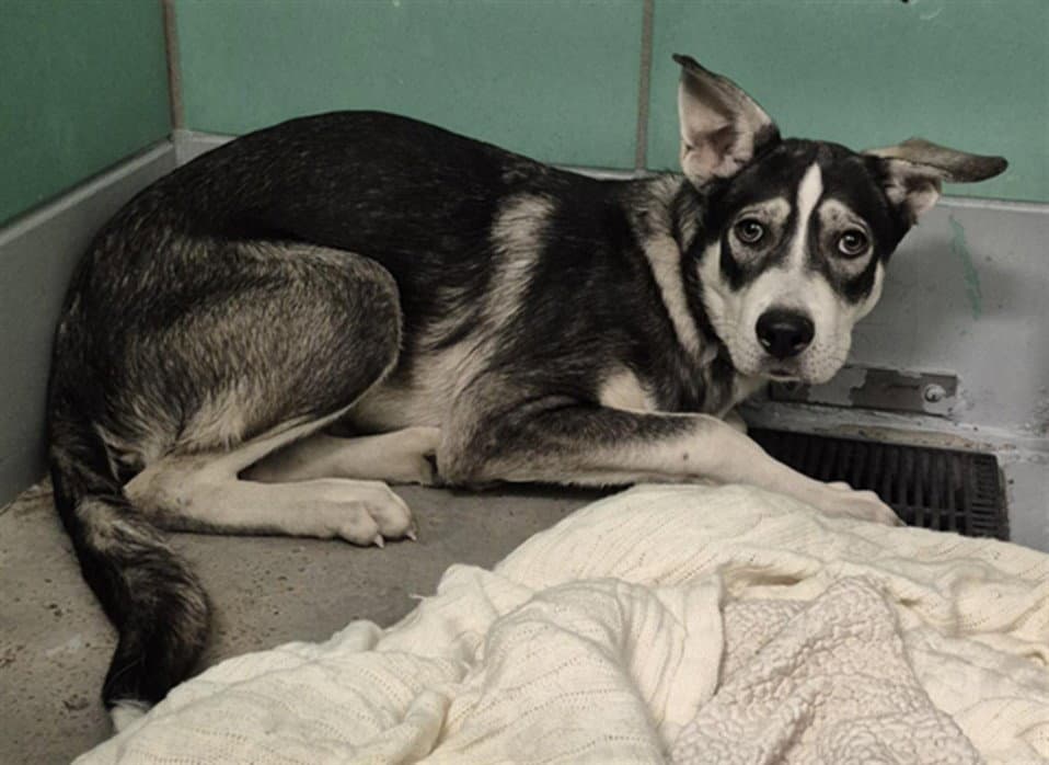 Zeus - Husky