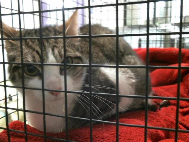 Paprika - Domestic Short Hair
