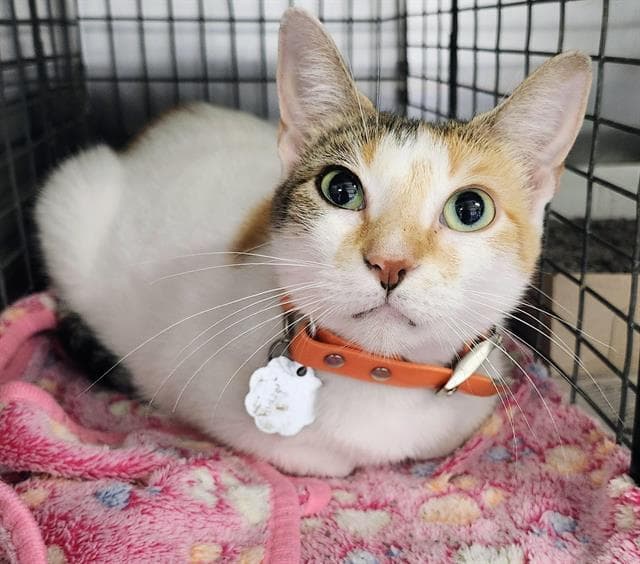Kasha - Domestic Medium Hair