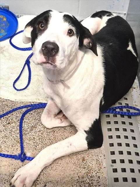Edell - Staffordshire Bull Terrier