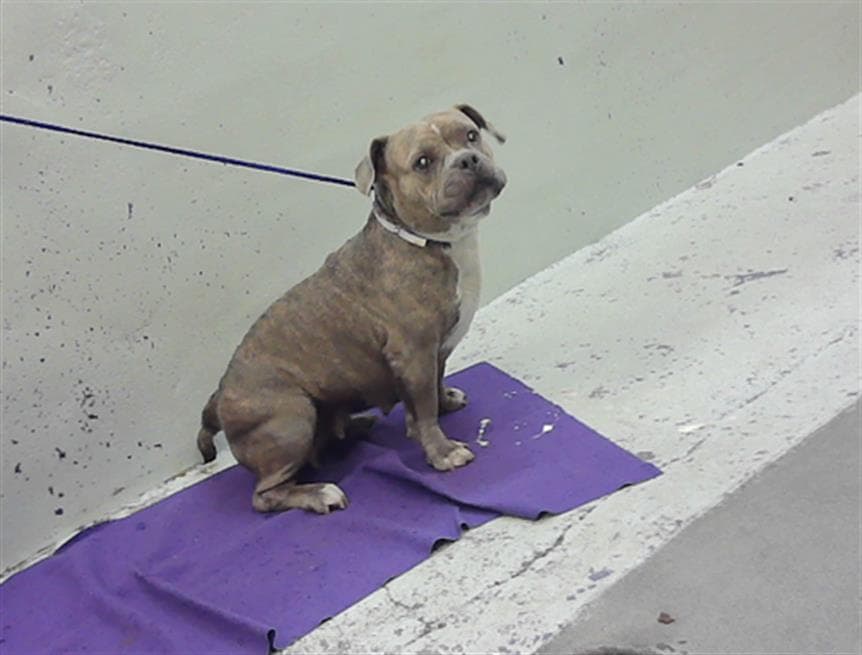 Roxie - Staffordshire Bull Terrier
