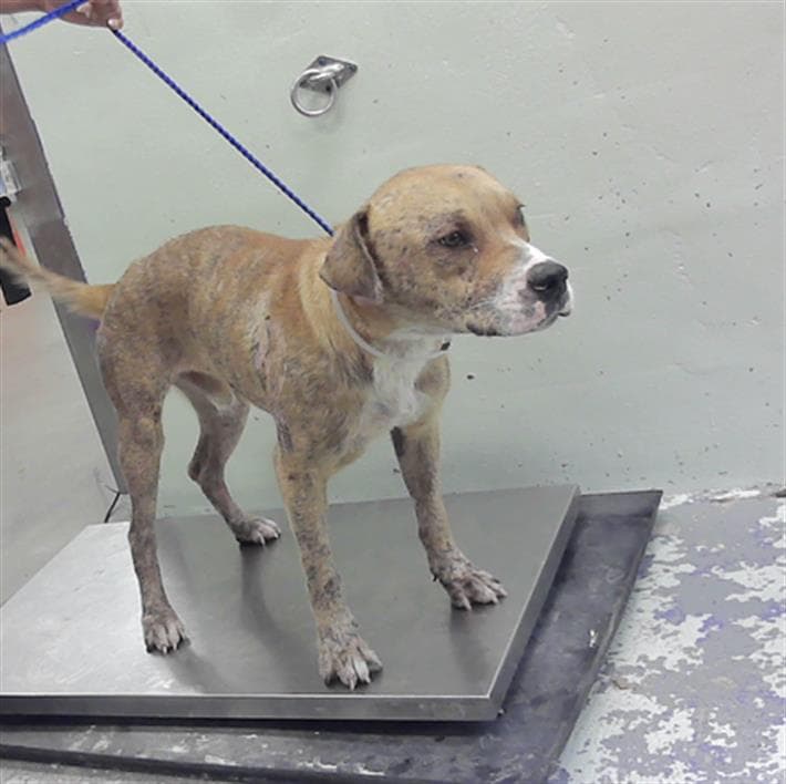Oscar - American Staffordshire Terrier