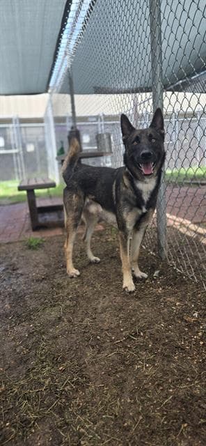 Hampton - German Shepherd Dog