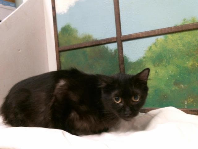 Peppa - Domestic Short Hair