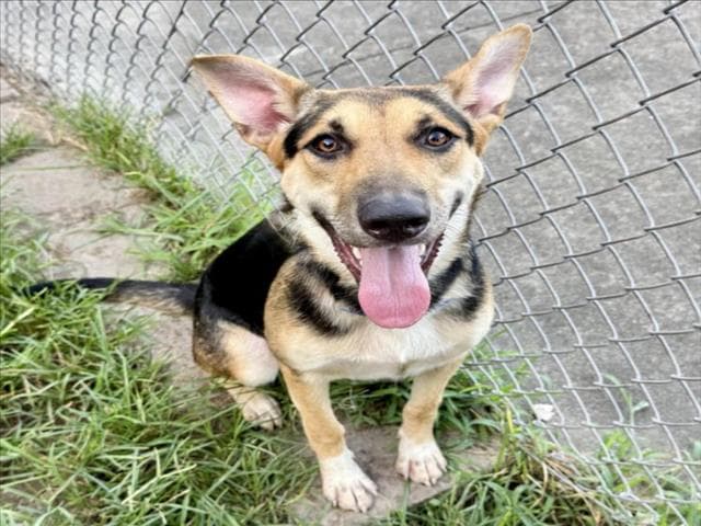 Isabel - German Shepherd Dog