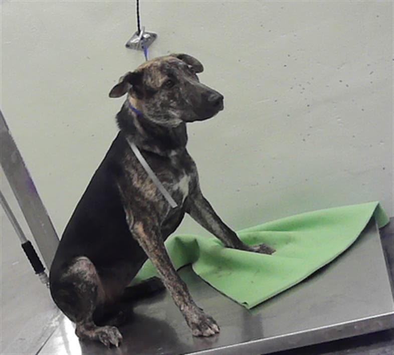 Melody - Staffordshire Bull Terrier