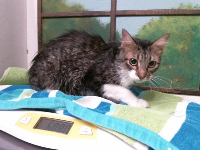 Kelly - Domestic Short Hair