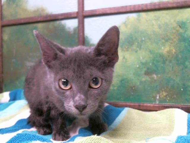 Mikenny - Domestic Short Hair