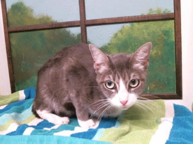 Lavender - Domestic Short Hair