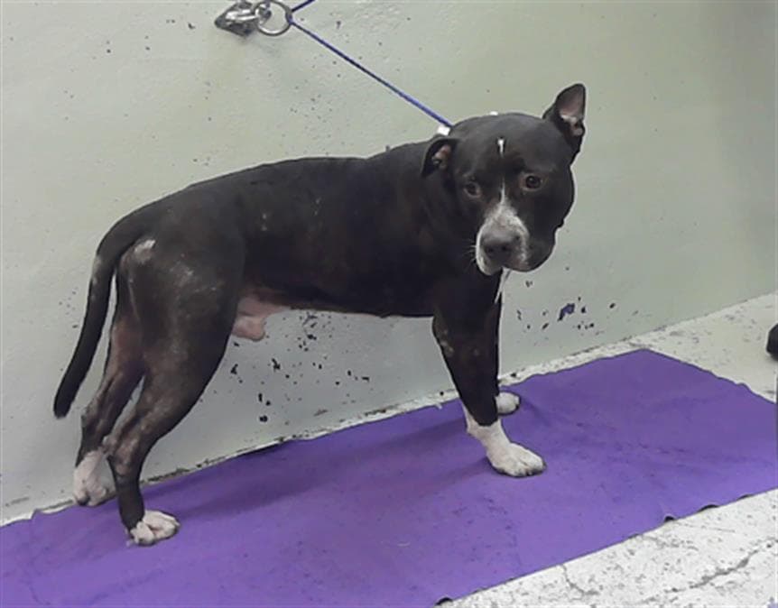 Rocky - Staffordshire Bull Terrier