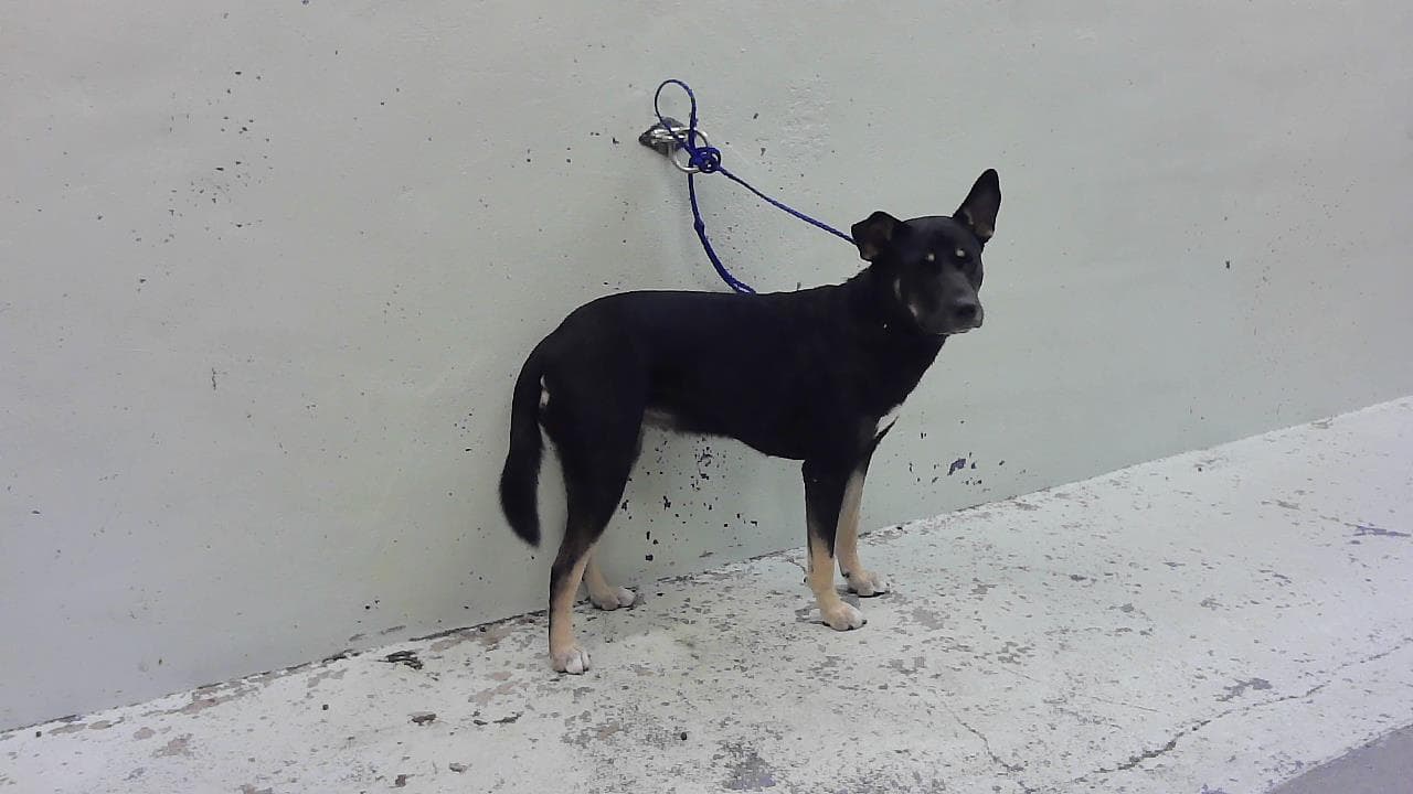 Unknown - German Shepherd Dog