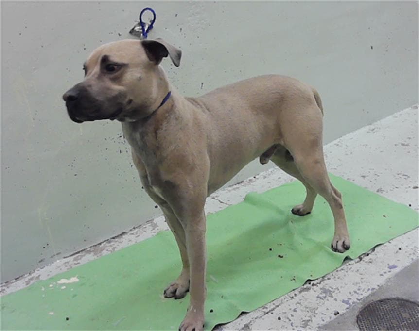Unknown - Staffordshire Bull Terrier