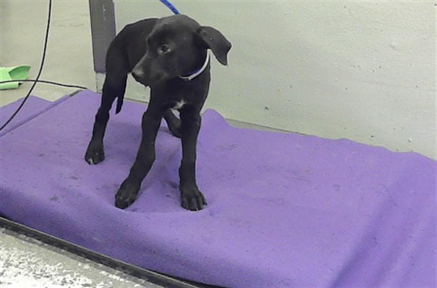 Unknown - Labrador Retriever