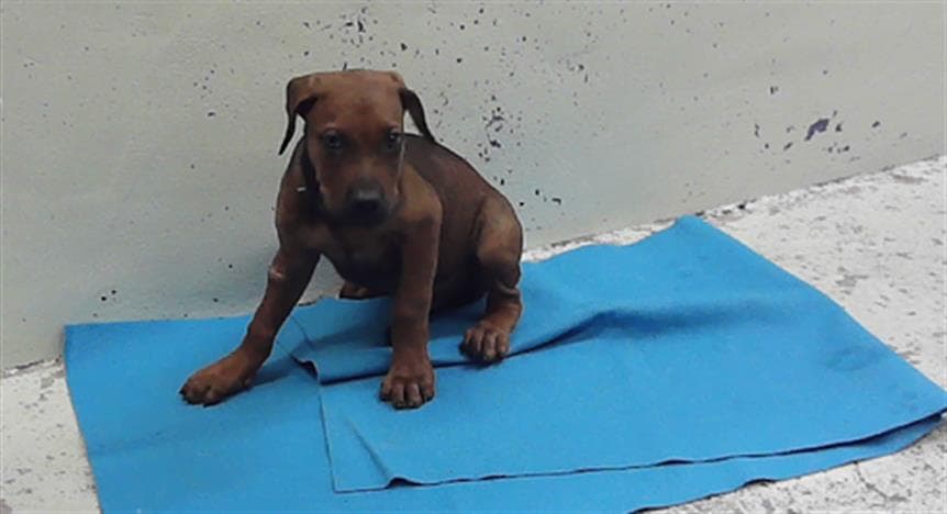 Unknown - Rhodesian Ridgeback