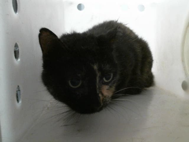 Tuna - Domestic Medium Hair