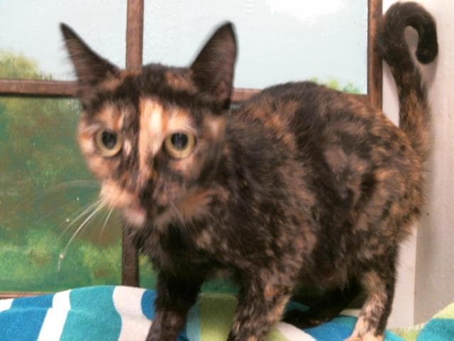 Unknown - Domestic Short Hair