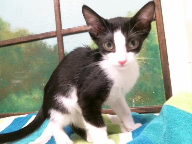 Petal - Domestic Short Hair