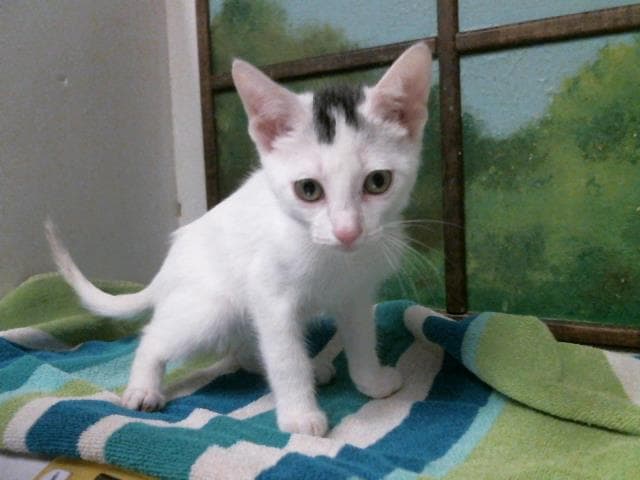 Petey - Domestic Short Hair