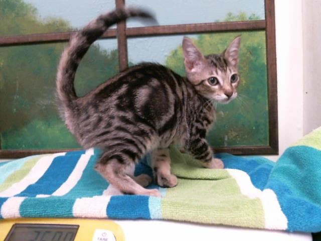 Paul - Domestic Short Hair