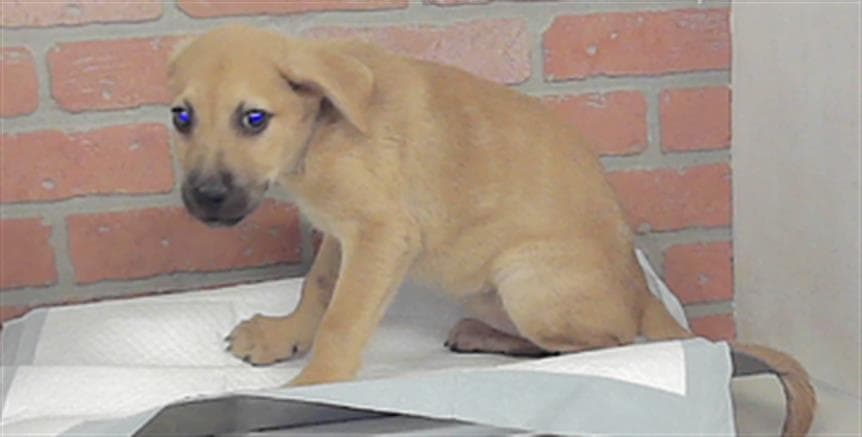 Unknown - Staffordshire Bull Terrier
