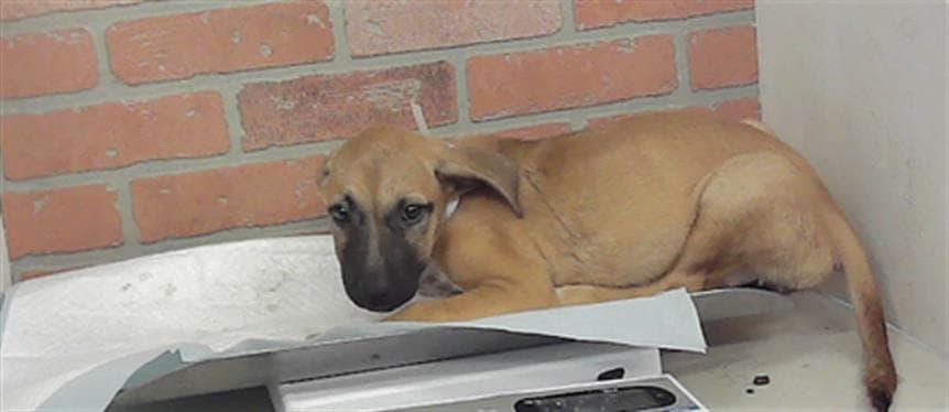 Unknown - Staffordshire Bull Terrier
