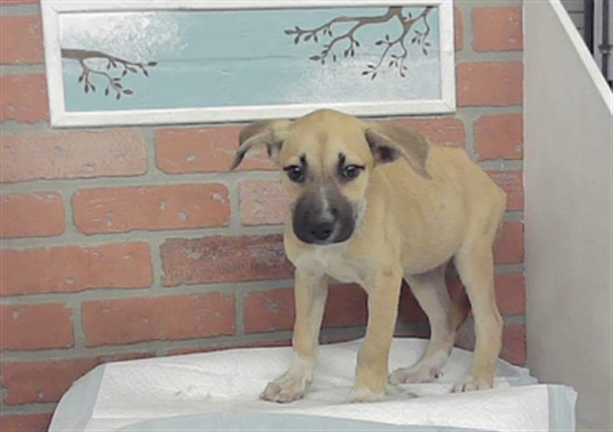 Unknown - Staffordshire Bull Terrier