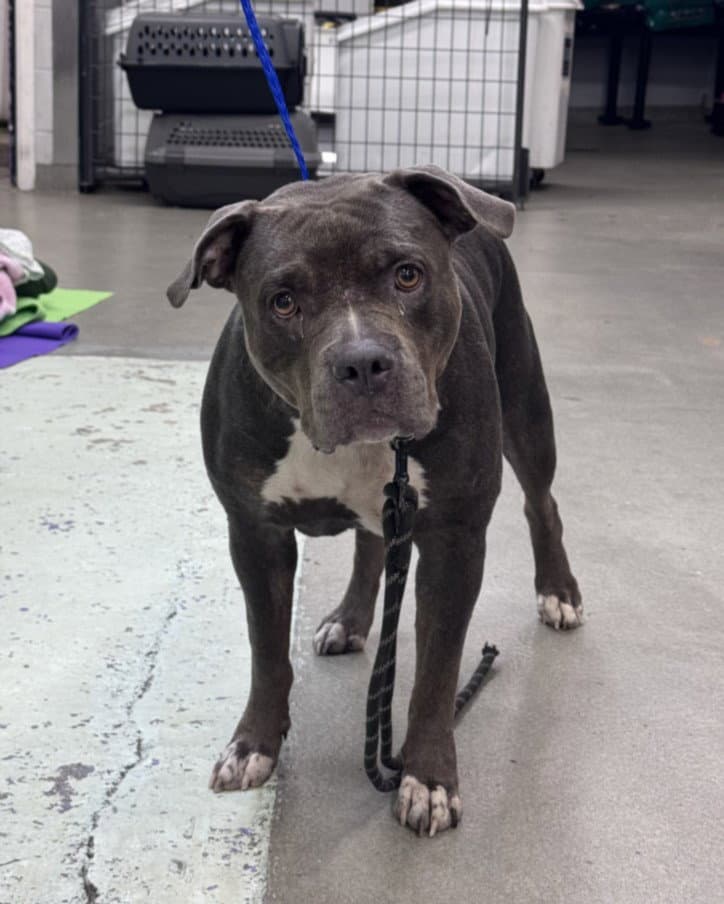 Unknown - Staffordshire Bull Terrier