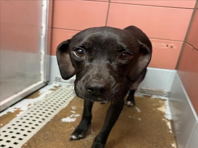 Unknown - Labrador Retriever