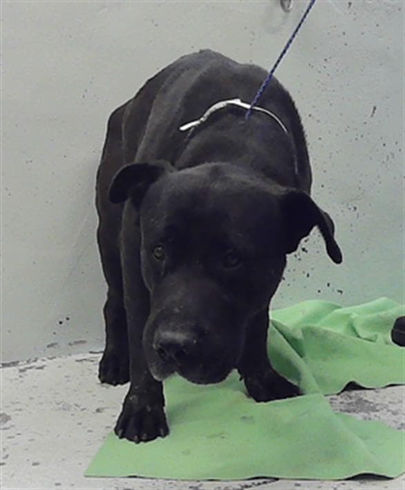 Yoku - Staffordshire Bull Terrier