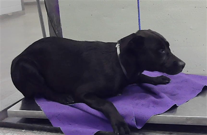 Rocky - Staffordshire Bull Terrier