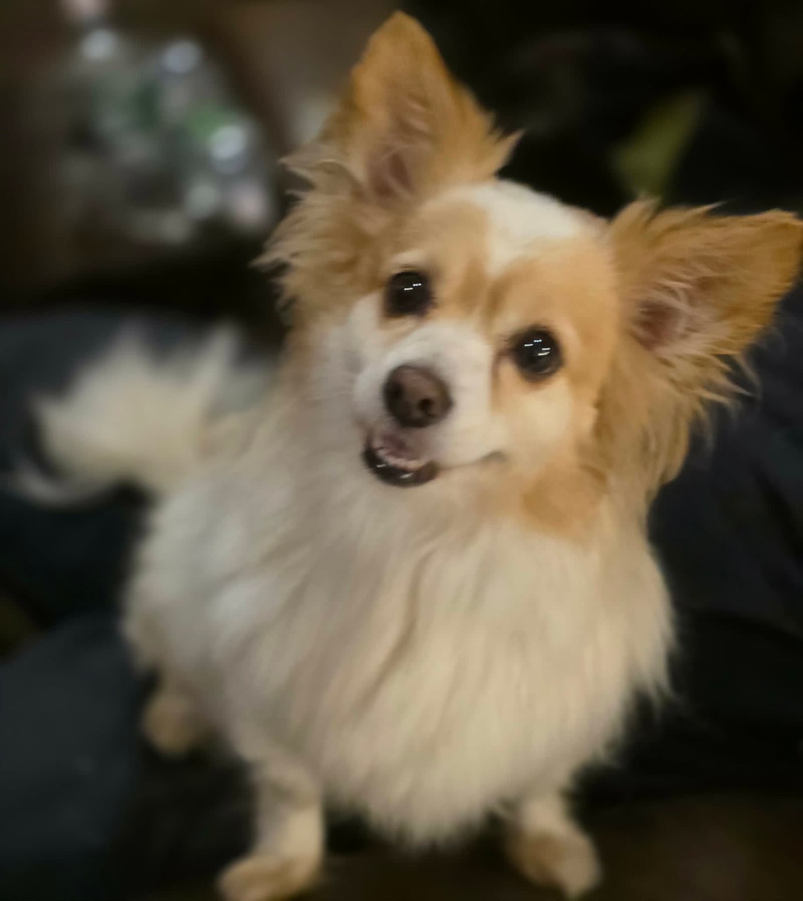 Benny Walworth Kramer - Pomeranian