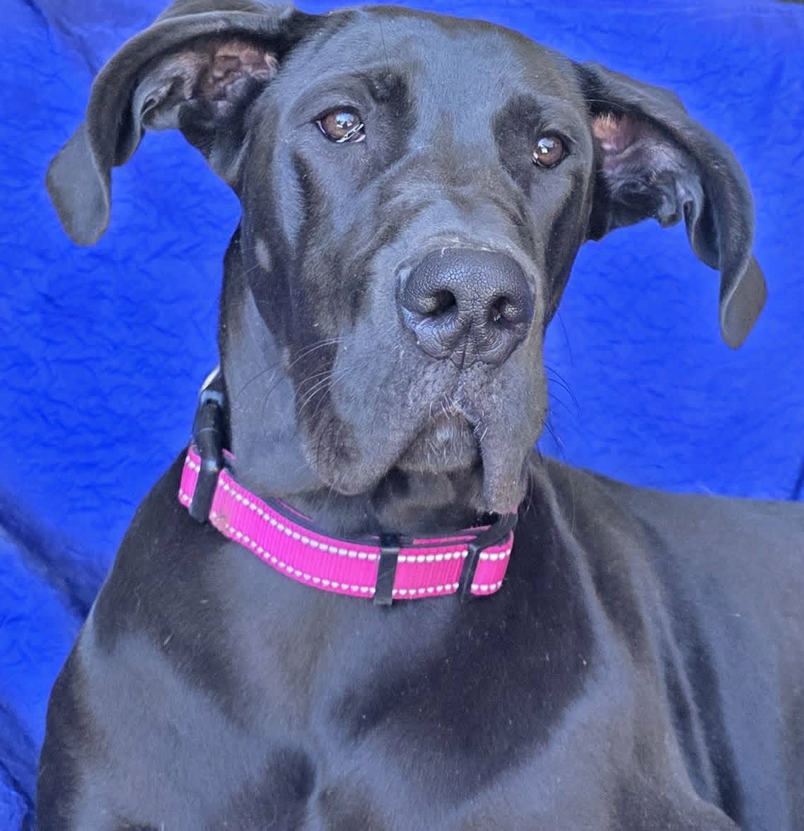 Mia - Great Dane