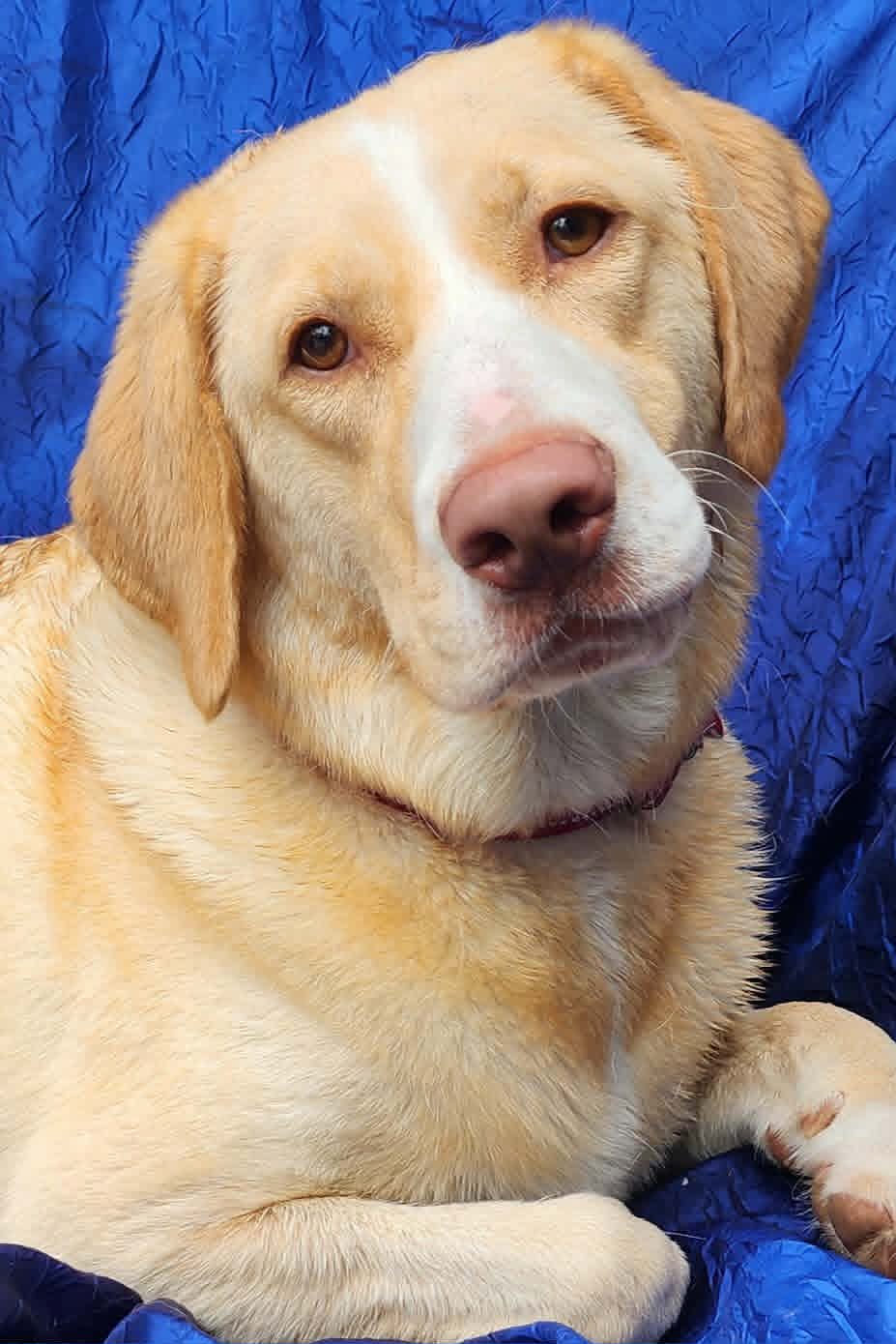 Reba - Yellow Labrador Retriever