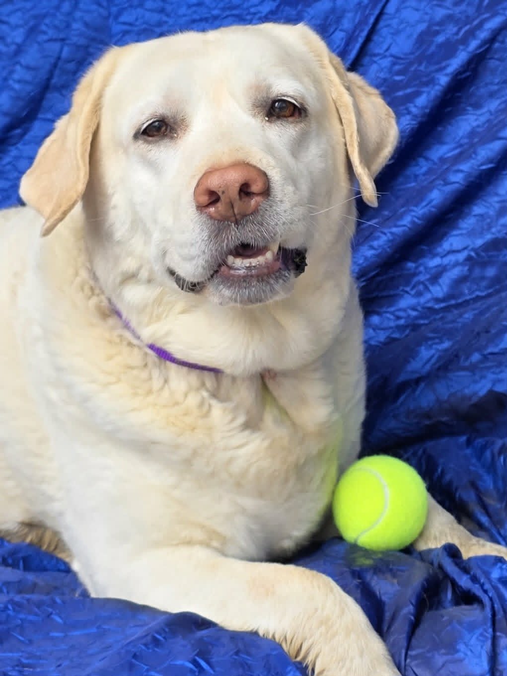 Lillie - Yellow Labrador Retriever