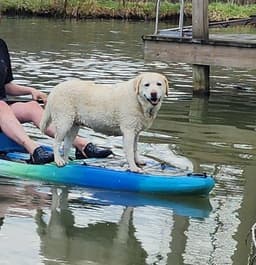 Lillie image 4