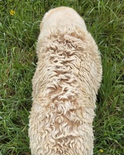 Lillie image 3