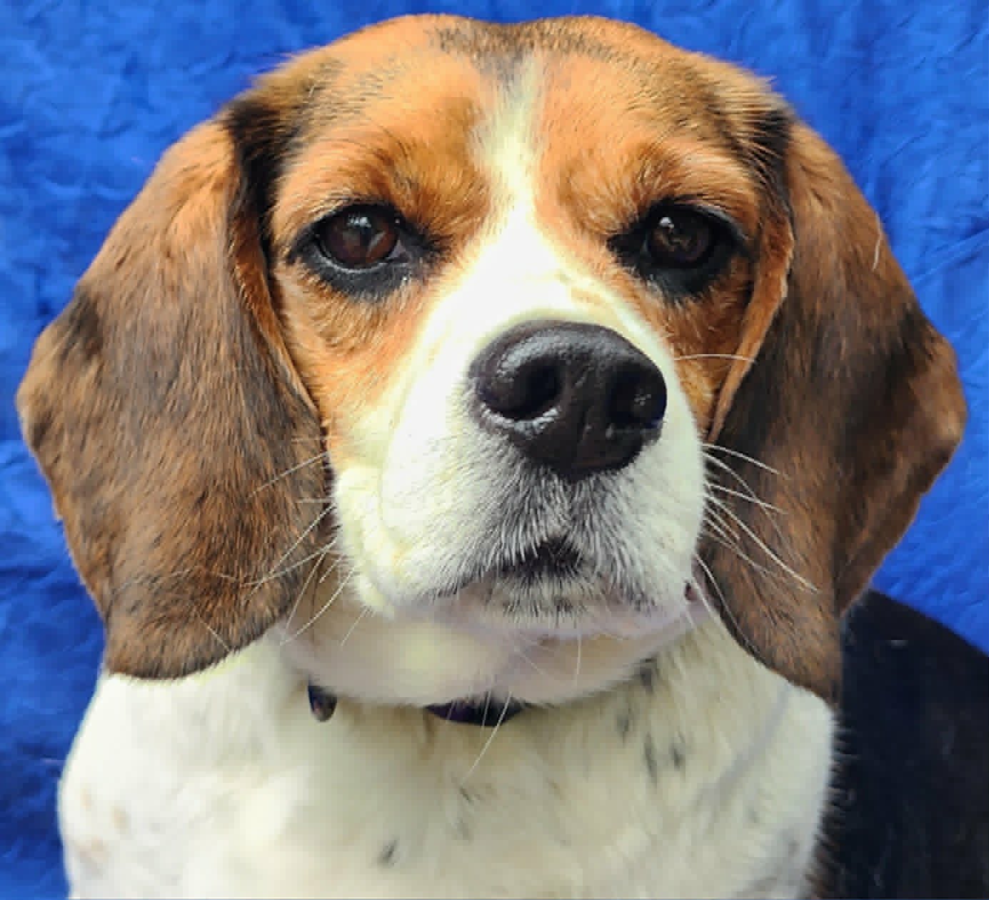 Briggs - Beagle
