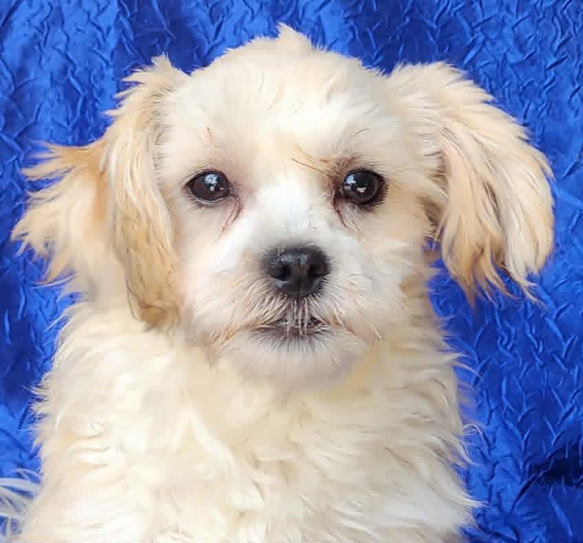 Wemby Alfred - Shih Tzu