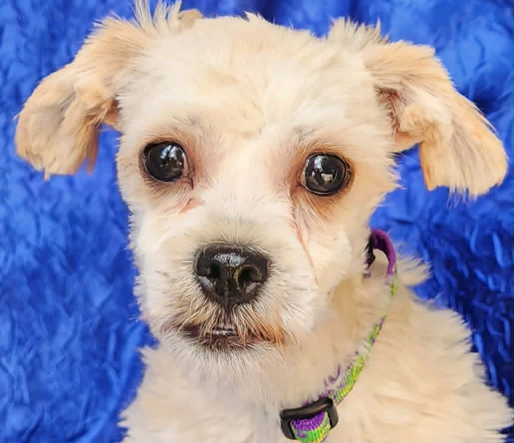 Victor Alfred - Shih Tzu