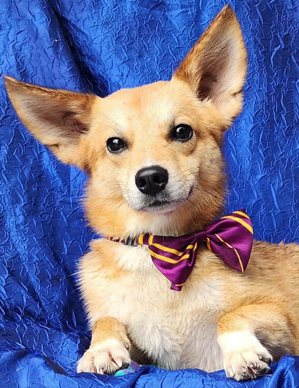 Koda - Shiba Inu
