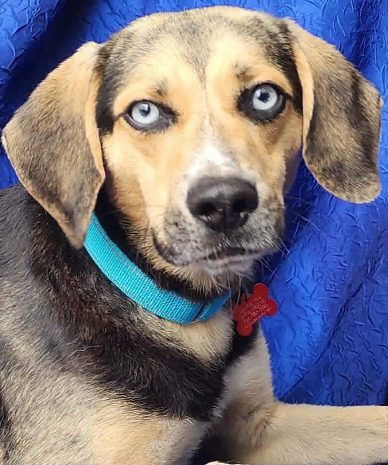 Brahm - Beagle