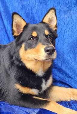 Bailey image 1