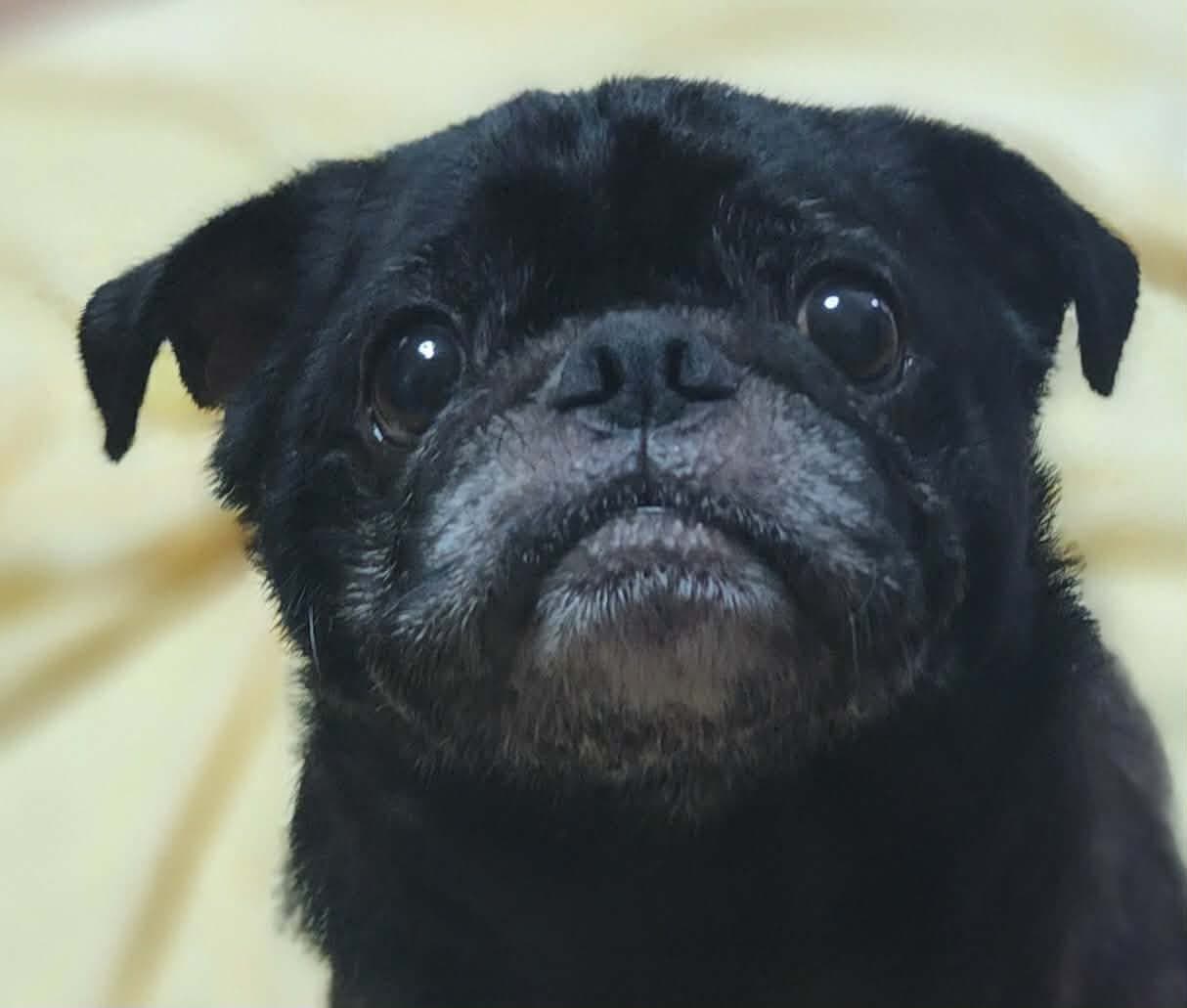 Ozzy - Pug