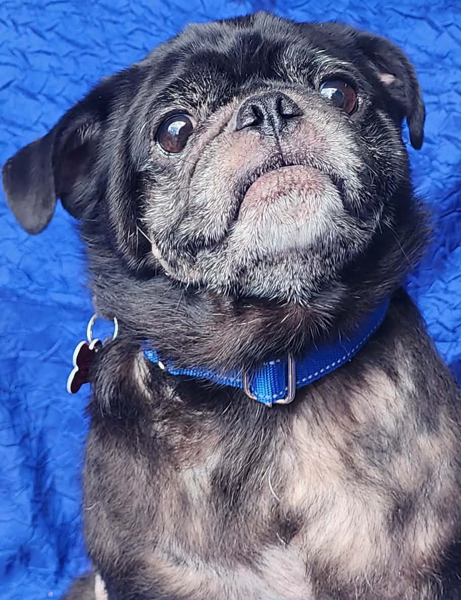 Ozzy - Pug