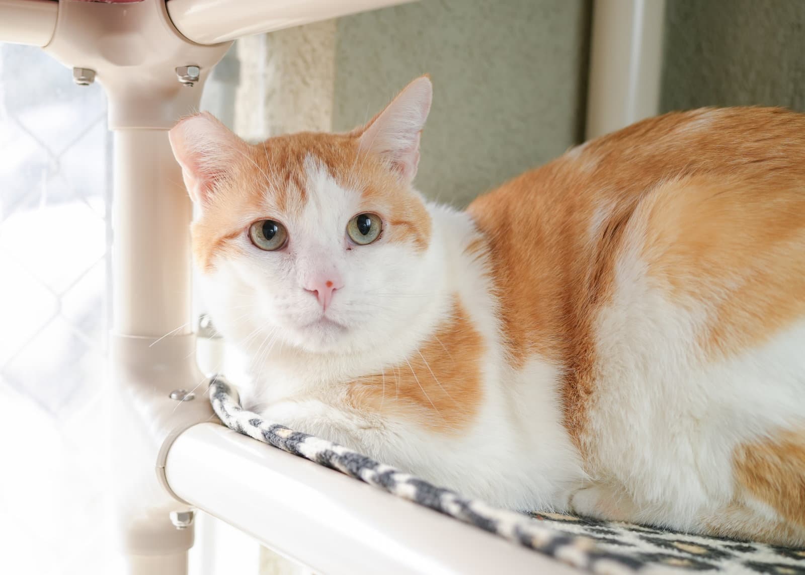 Biggby - Domestic Short Hair