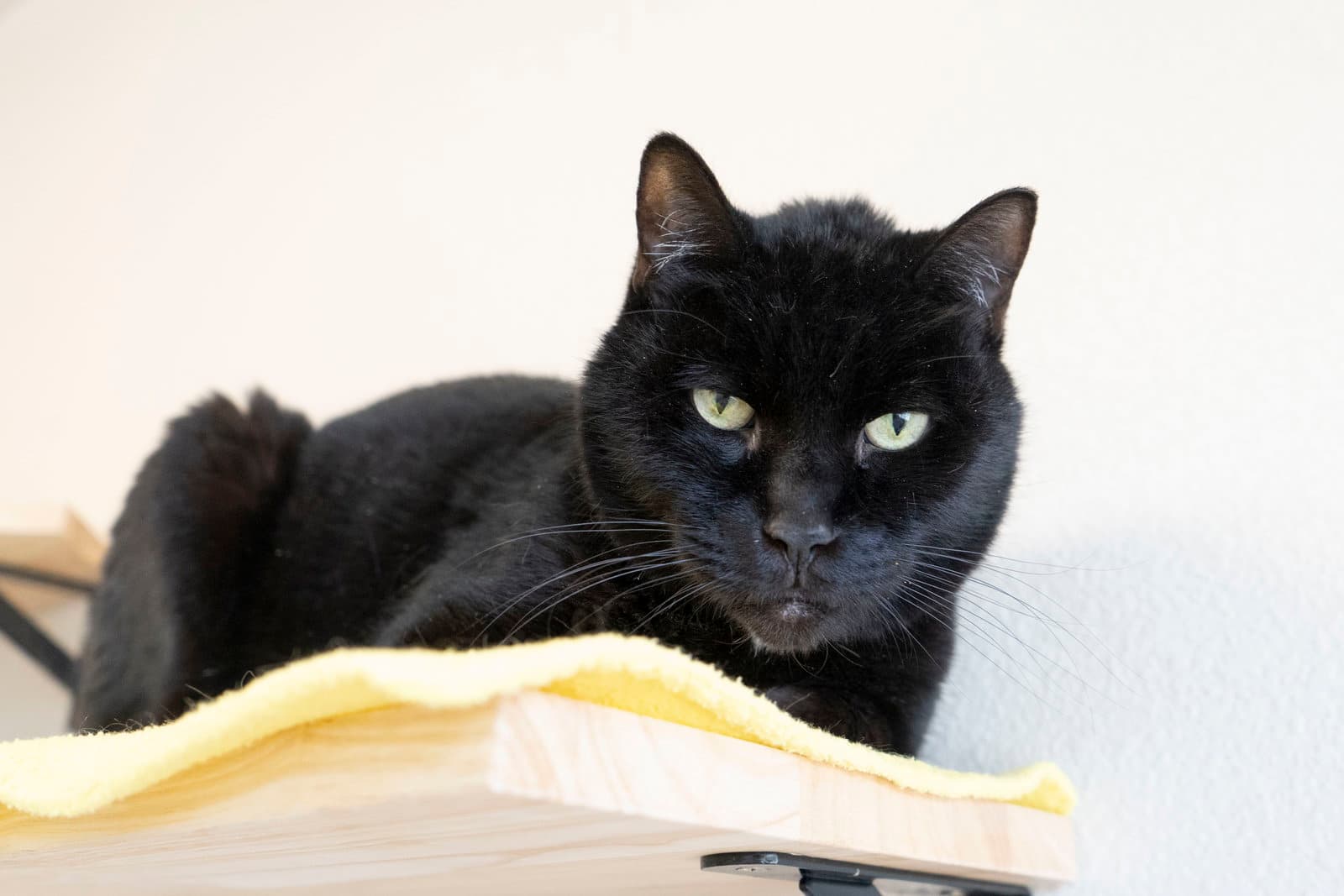 Zorro - Domestic Short Hair