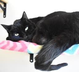 Zorro image 2